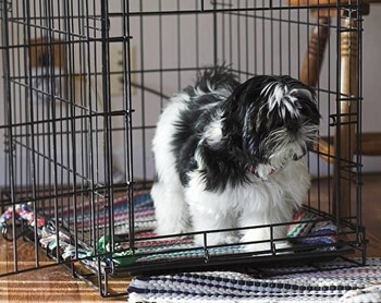 Dog Tricks, Obedience - Photo of Shih Tzu in a wire crate by Dave Clark