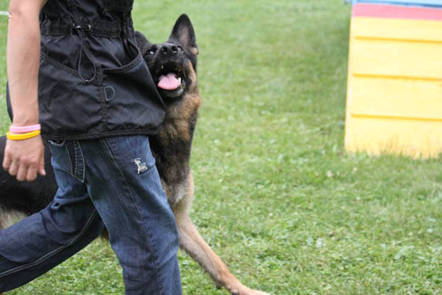 Dog Tricks, Obedience, Dog Training
