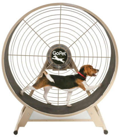 DOG EXERCIZE WHEELS - COMPLETE GUIDE