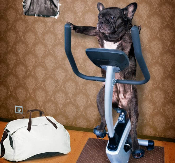 http://www.dogica.com/dogpuppy/Coronavirus-Dog/exercise-equipment-for-dogs.jpg