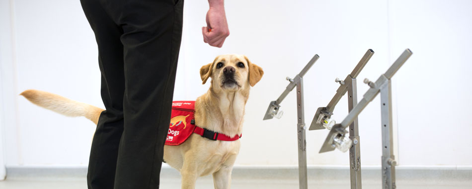 Can Dogs Detect or Sniff Coronavirus?