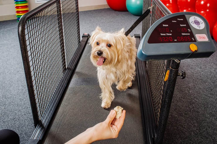 http://www.dogica.com/dogpuppy/Coronavirus-Dog/why-to-use-dog-treadmills.jpg