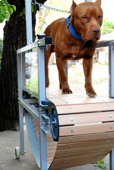 Dog Treadmills Comprehensive Guide√ DOGICA®