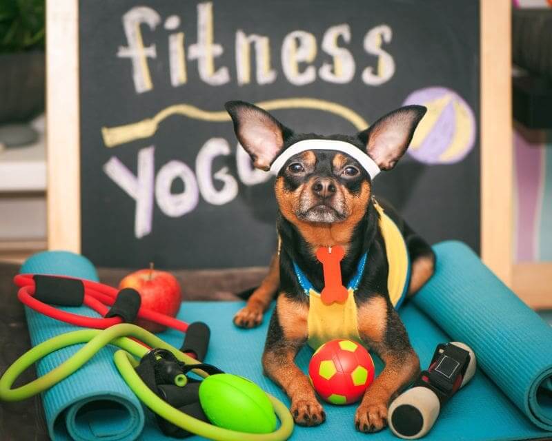 http://www.dogica.com/dogpuppy/Food-Breed/exercise-toys-for-dogs.jpg