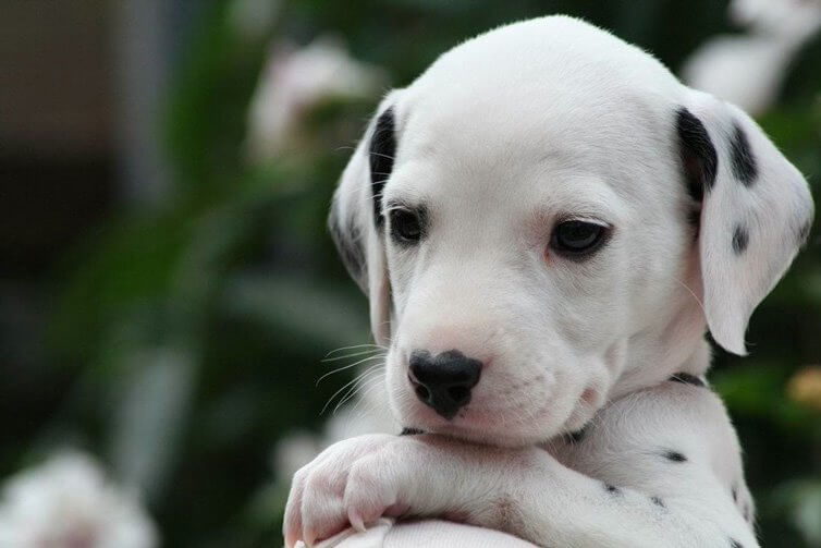 DEAFNESS in DOGS and PUPPIES - SAFETY TIPS