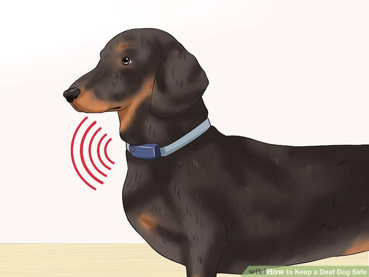 http://www.dogica.com/dogpuppy/Photo-Video/Keep-a-Deaf-Dog-Safe.jpg