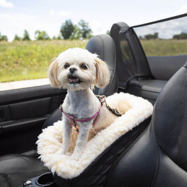 Dog In Car √ DOGICA®