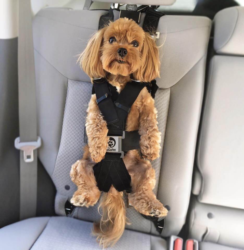 Dog Car Seat Extender with Storage, Suitable for Dogs up to 100lbs, Car  Seat Gap Filler, Protect Dogs Not Fall Into The Floor Area, Dog Car Seat  for