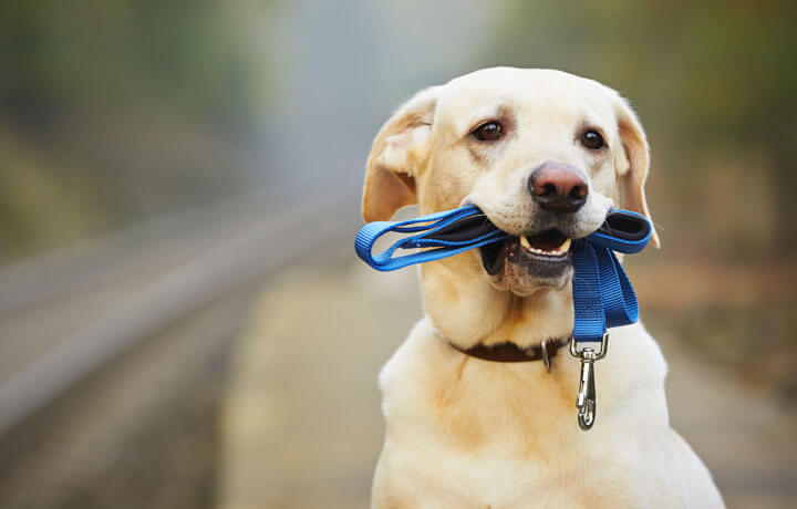 Big Game Leash introduces its new Retractable Gear Leash and Rod