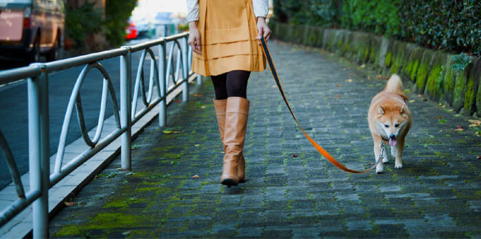 HOW TO TRAIN YOUR DOG TO WALK ON THE LEASH?