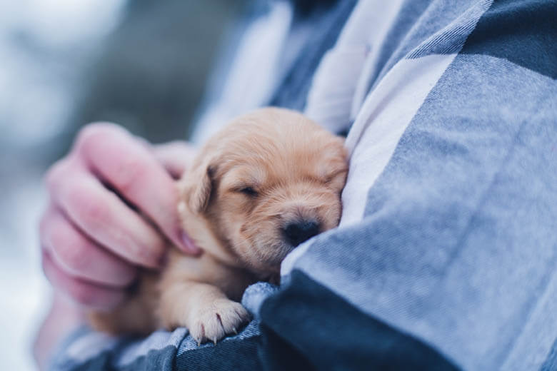 44 WAYS TO SOCIALIZE YOUR PUPPY