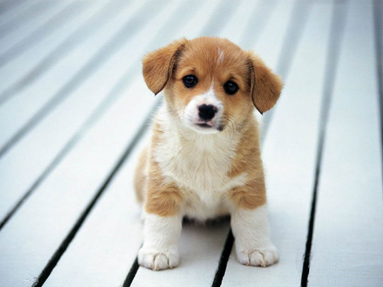 http://www.dogica.com/dogpuppy/Photo/cutest-puppy-dogs-photo-video.jpg