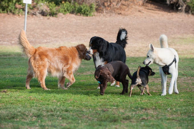 PUPPY SOCIALIZATION: HOW TO RAISE A FRIENDLY DOG