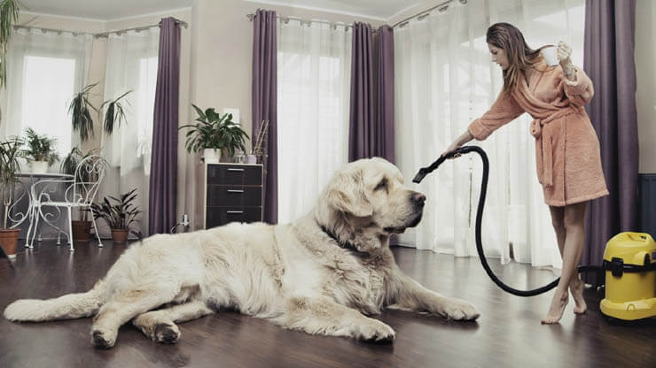 HOW TO CLEAN YOUR HOME AFTER DOG's SHEDDING SEASON