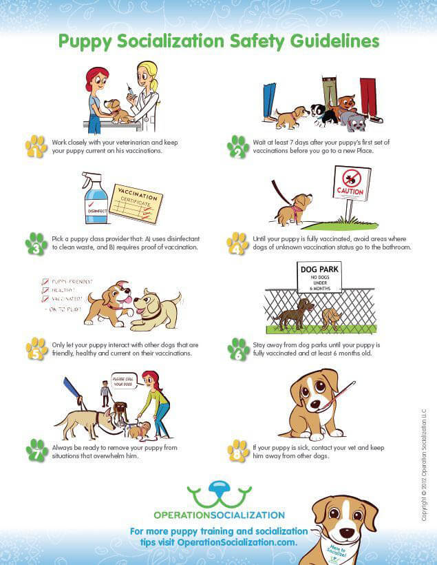 HOW TO SOCIALIZE YOUR DOG FOR A PARK?