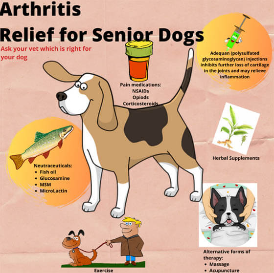 WAYS TO TREAT ARTHRITIS IN DOGS