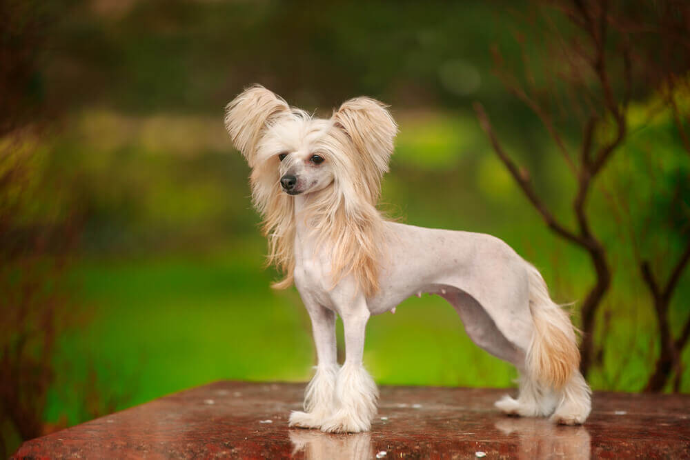 HYPOALLERGENIC LOW-SHEDDING / NON SHEDDING DOGS