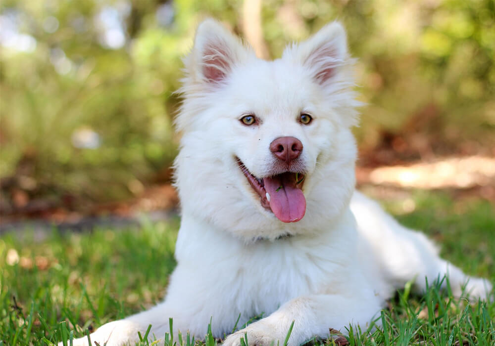 DOG GROOMING TIPS & GUIDE