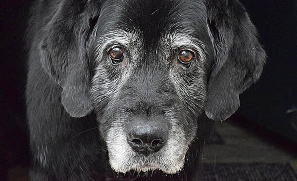 WEIGHT LOSS IN OLDER DOGS