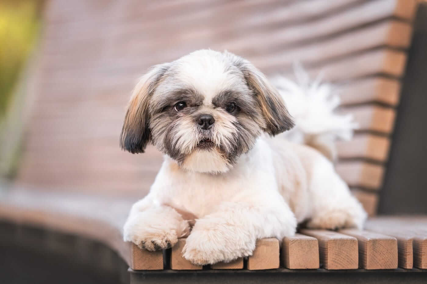 What Makes Shih-Tzu Better than Other Breeds?