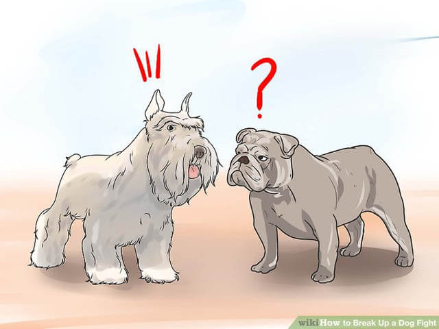 4 Ways to Care for an American Pit Bull Terrier - wikiHow