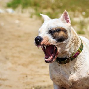 What to Do if Your Dog Bites You?