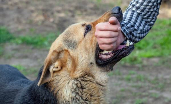Mouthing, Nipping and Play Biting in Adult Dogs