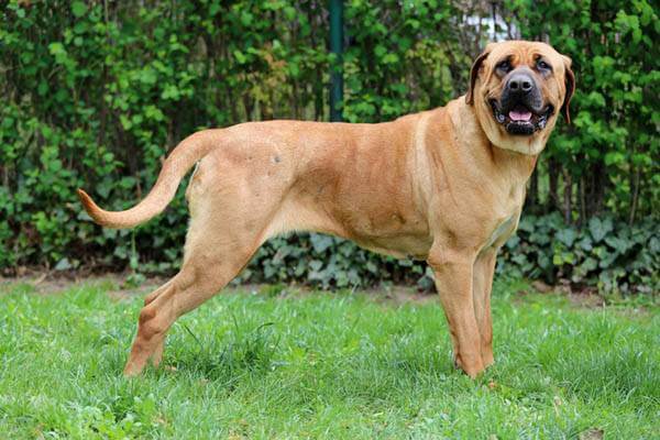 FILA BRASILEIRO OWNERS GUIDE: The Informative Guide On Everything About  Acquisition, Care, Personality, Training, Nutrition, Grooming, Breeding