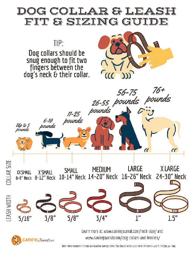 28 Dog Leash Types √ Dog Collar, Harness DOGICA®