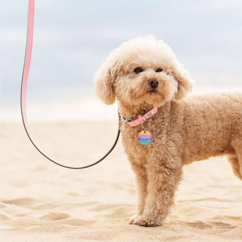COMMON DOG LEASH PROBLEMS: Pulling, Mouthing & Lunging