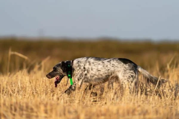 This Photo by DEPOSITPHOTOS - GPS & TRACKING DOG COLLARS