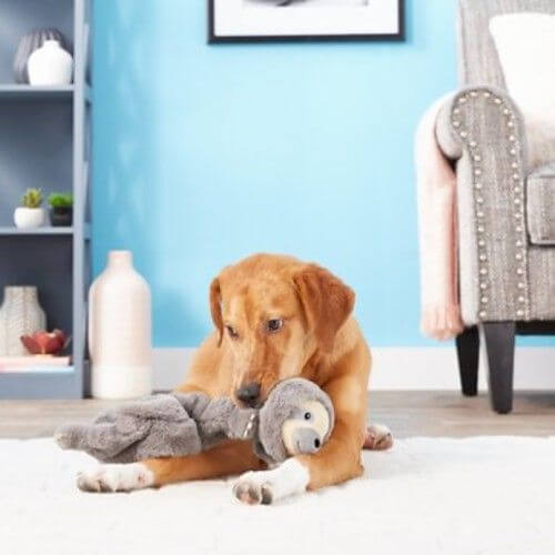 Best Toys for Senior Older Dogs - This Photo courtesy of CHEWY.COM