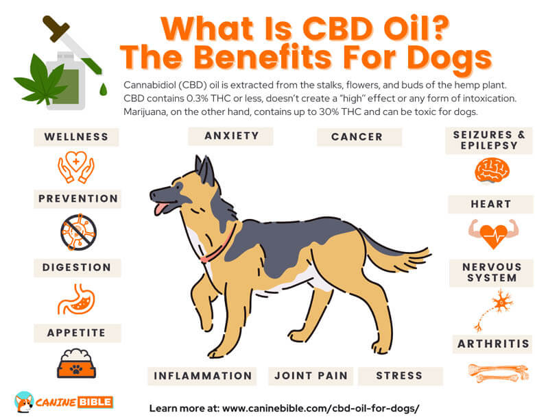 Is Frankincense Oil Safe for Dogs? - CBD Dog Health