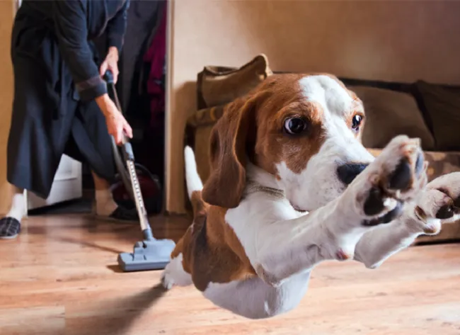 BEST WAYS FOR DOG TO FACE FEARS - THIS IMAGE COURTESY OF www.consumerreports.org