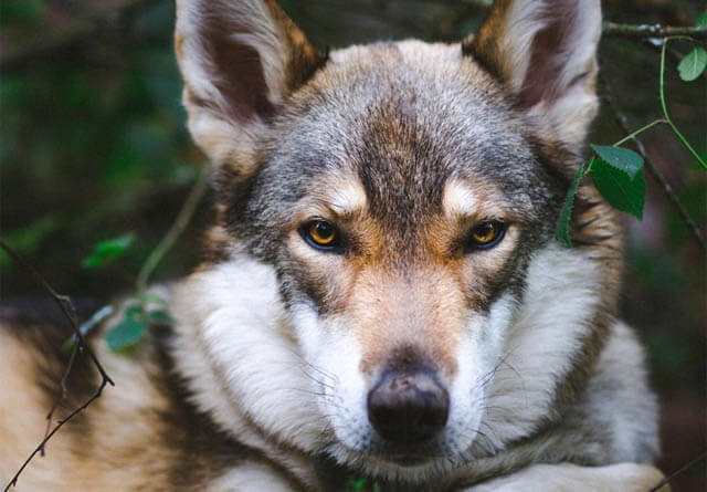 DOG vs WOLF DIFFERENCES - THIS INFO by WWW.PETMD.COM