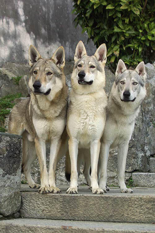 WOLF HYBRID LAWS in USA