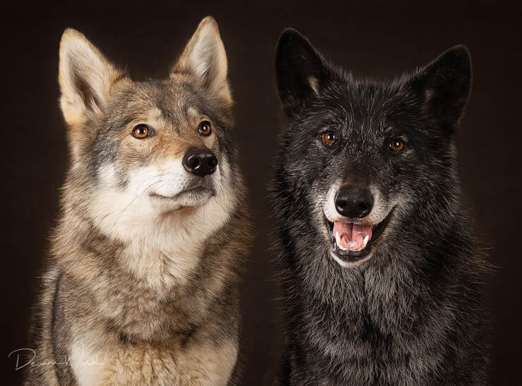 10 Ways to Tell if your dog is Wolfdog