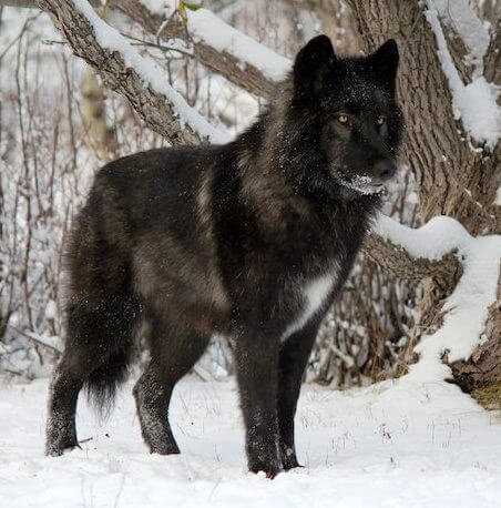 WOLFDOG: BREED SPECIFICATIONS