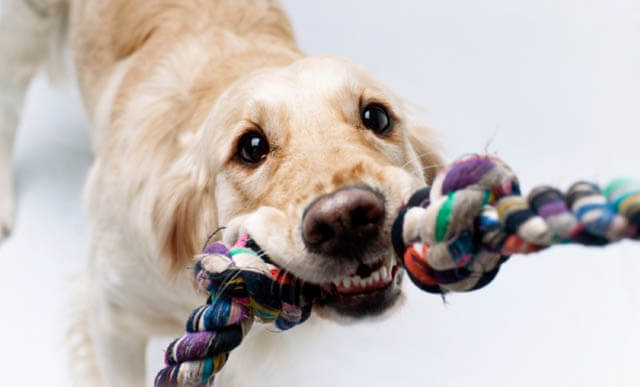 HOW TO PLAY WITH YOUR DOG - THIS PHOTO (c) BY DEPOSITPHOTOS
