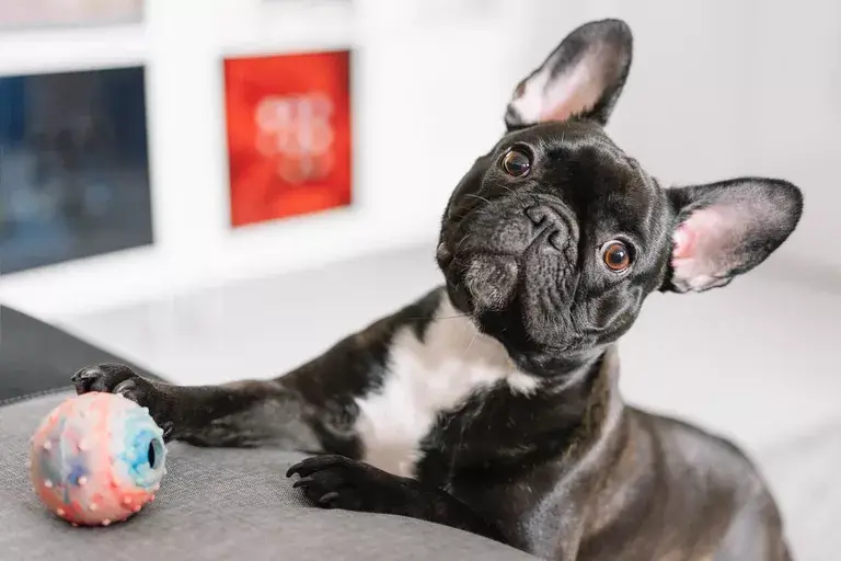 The Best Interactive Toy Dogs For Kids Who Want A Pretend Pooch - Dogtime