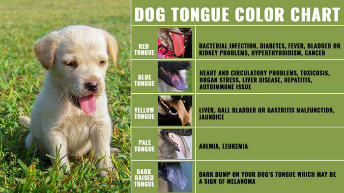 Dog Tongue Health Chart - by WWW.PETMOO.COM