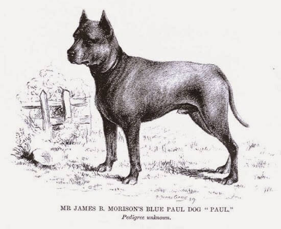 Blue Paul Terrier - Extinct Dog Breeds