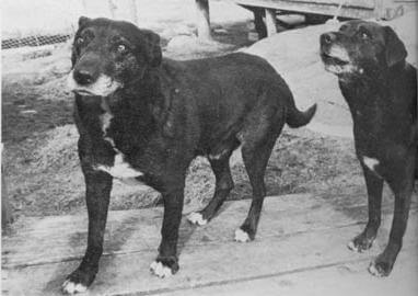 St John's Water Dog - Extinct Dog Breeds