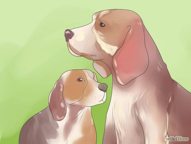 DOG AND PUPPY AGE DETERMINE, HOW OLD IS YOUR DOG, DOG AGE CHART, HOW TO KNOW DOG's AGE?