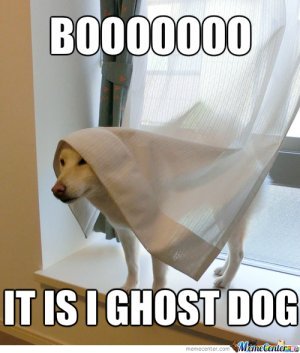DOG and GHOST, MYTHS, STORIES
