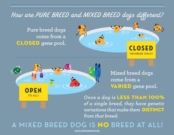 dog and puppy breeds