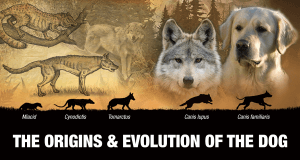 WOLF & DOG EVOLUTION