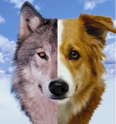 DOG AND WOLF FOOD