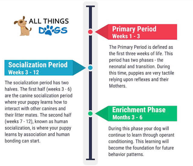 WHEN TO SOCIALIZE YOUR PUPPY?