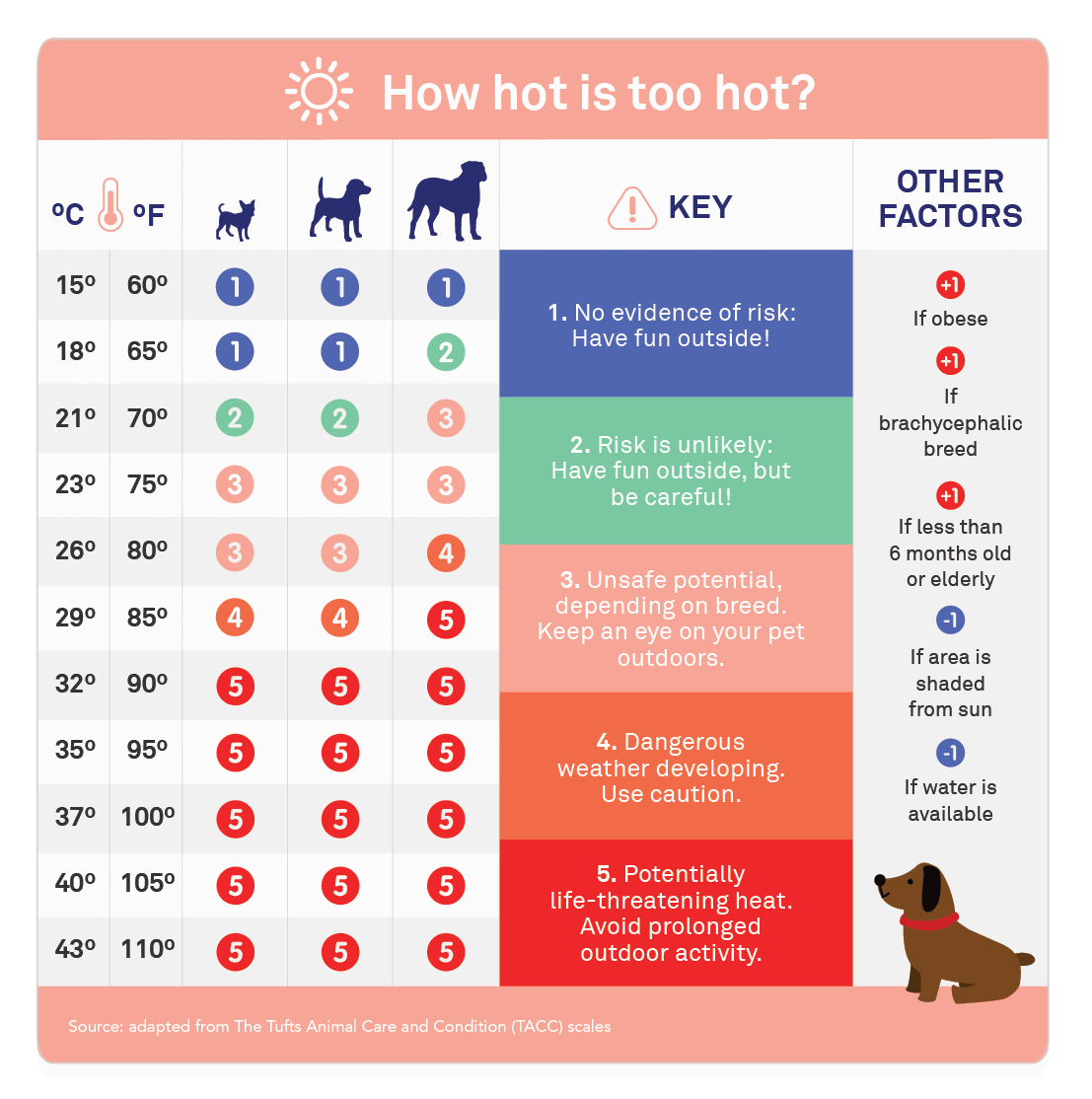 WEATHER CONSIDERATIONS FOR DOG WALK